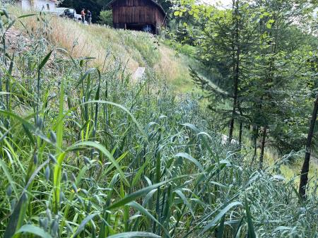 Photo 17. 7. 24, 08 42 56